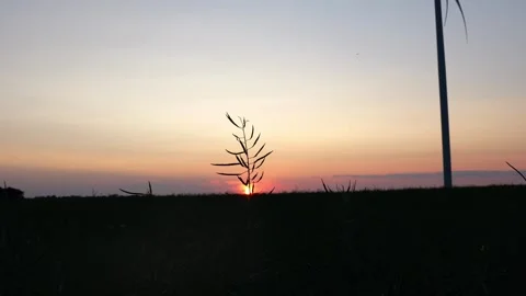 Sunset in a bright red field in an open field Stock Footage 245052832