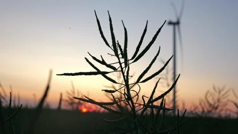 Sunset in a bright red field in an open field Stock Footage 245052883