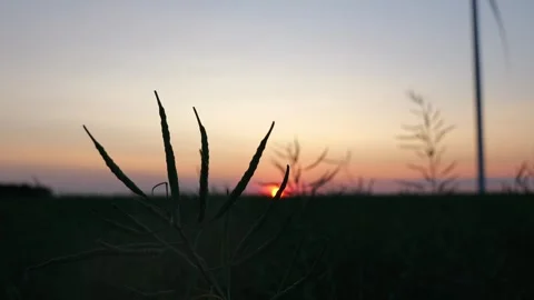 Sunset in a bright red field in an open field Stock Footage 245055027