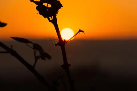 Sunset bright sun silhouette. Stock Photos