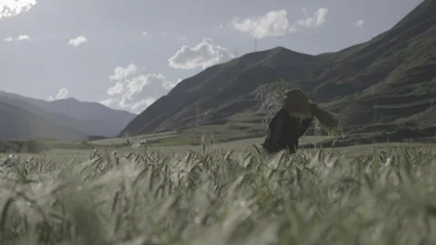 Sunset brings the harvest of crops log Video stock 337980561