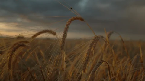 Sunset Bug Slow Motion Wheat Push in Stock Footage 115821713