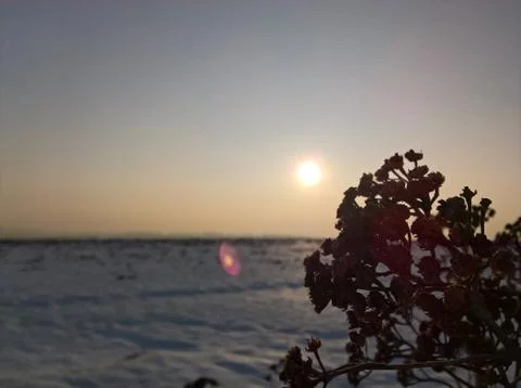 Sunset Bush Stock Photos