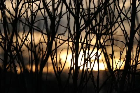 Sunset from the bushes Stock Photos