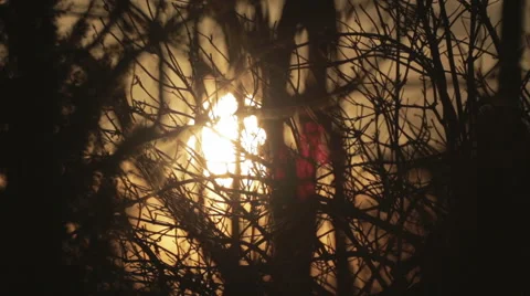 Sunset in the bushes with trees. The sky with clouds at sunset - taymlaps. Stock Footage 61920284