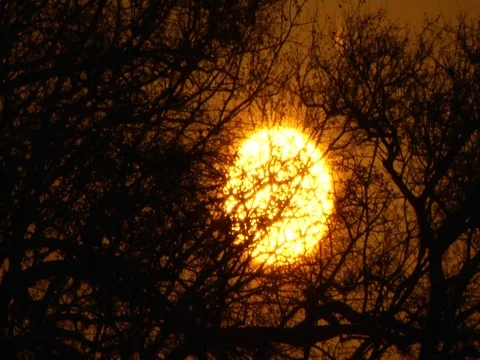 Sunset bushlapa 库存影片 126148279