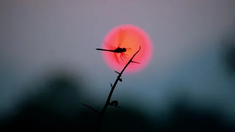Sunset Butterfly in Slow Motion – Nature’s Golden Dance Stock Footage 313555778