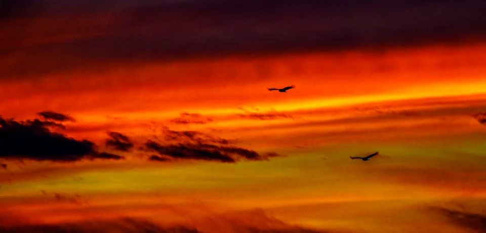 Sunset Buzzard Stock Photos