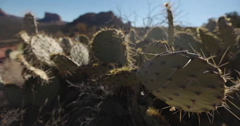 Sunset Cactus closeup dangerous thorns Video stock 146668567
