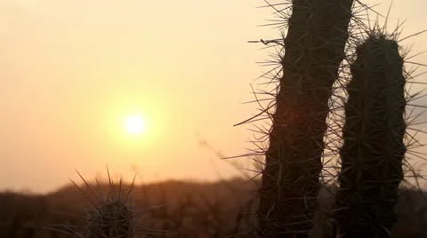 Sunset with cactus Stock Footage 11019264