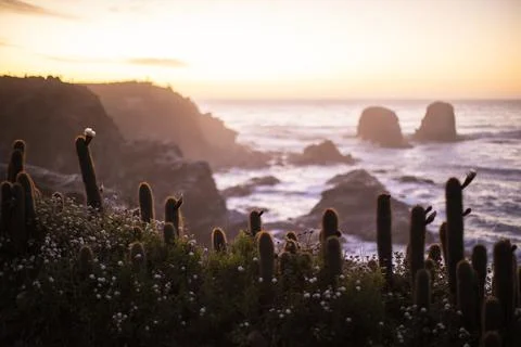 Sunset with Cactus in the Foreground of Punta de Lobos, Pichilemu Stock Photos