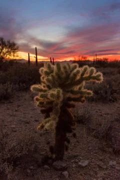 Sunset cactus Stock Photos