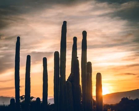 A sunset with cactus in silhouettes Stock Photos