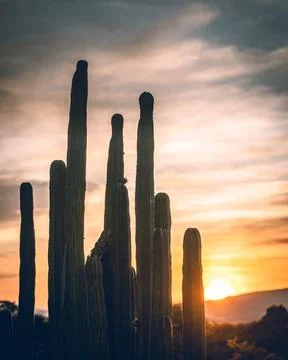 A sunset with cactus in silhouettes Stock Photos