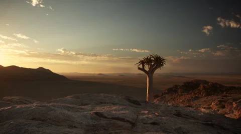 SUNSET WITH CACTUS TREE HD Stock Footage 45343792