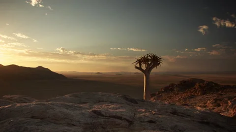 SUNSET WITH CACTUS TREE UHD 4K Stock Footage 45343507