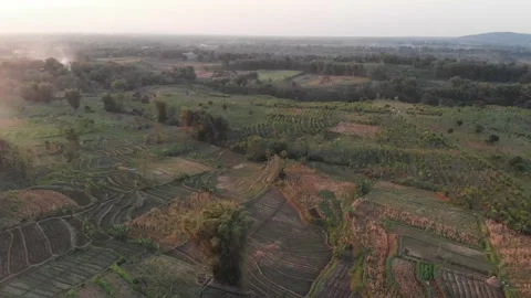 Sunset at Cajuput Plantation Stock Footage 158485585