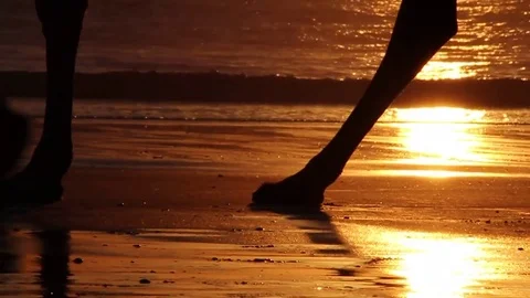 Sunset Camel Ride Feet Video stock 85226324