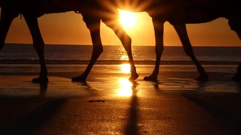 Sunset Camel Ride Feet Stock Footage 85226548