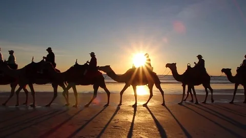 Sunset Camel Ride Stock Footage 85231628