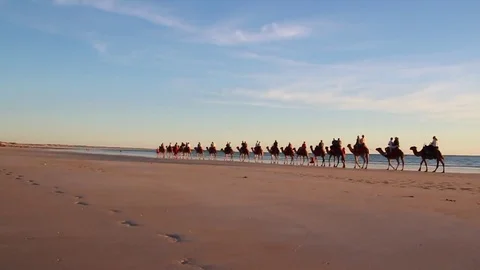 Sunset Camel Ride Wide Stock Footage 85226333
