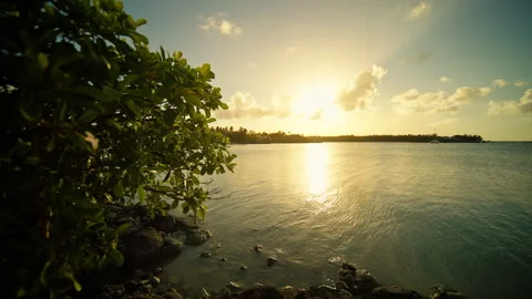 A sunset casting colors over water, with a tree enhancing the view Stock Footage 313824786