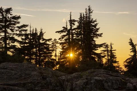 Sunset casting golden rays through tall evergreen trees in a serene mountai.. Stock Photos