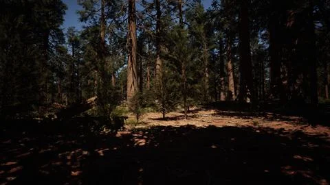 Sunset casting a magical spell on the park Ilustração Stock