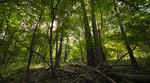 Sunset casts light through the Woods Time Lapse Stock Footage 67491469