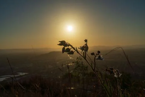 A sunset casts vibrant colors over a city, with a plant adding beauty Stock Photos