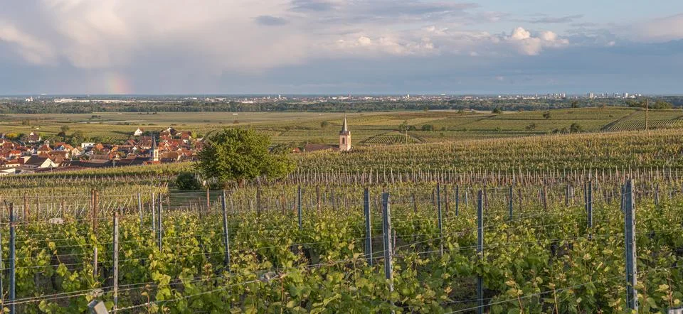 Sunset casts warm hues over vineyard rows. Stock Photos