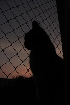 Sunset Cat Silhouette Stock Photos