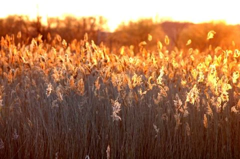 Sunset with cattails Fotos Stock