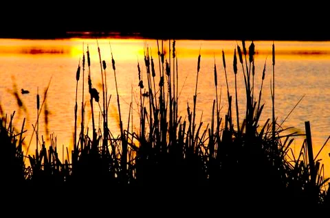 Sunset with cattails Fotos Stock