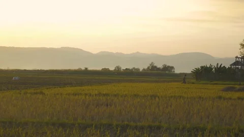Sunset on cereal plantations around Inle Lake, Myanmar Stock Footage 236729593
