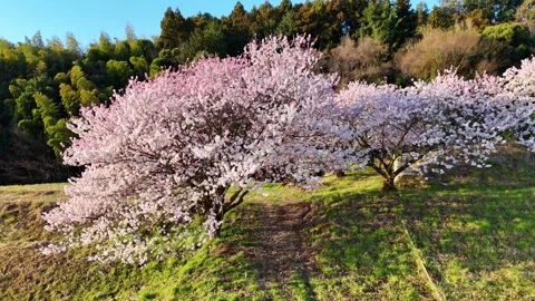 Sunset Cherry Blossoms | Golden Hour | Spring - 4K Aerial Video Stock Footage 333195797