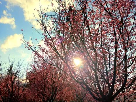 Sunset with cherry trees during winter in Hong Kong Stock Photos