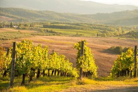 Sunset in chianti Stock Photos