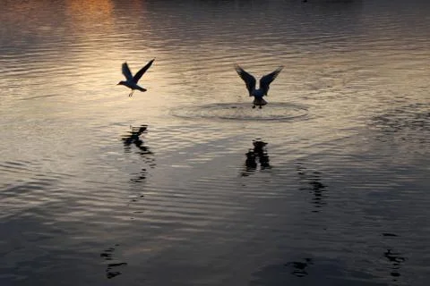 Sunset on the city pond Stock Photos