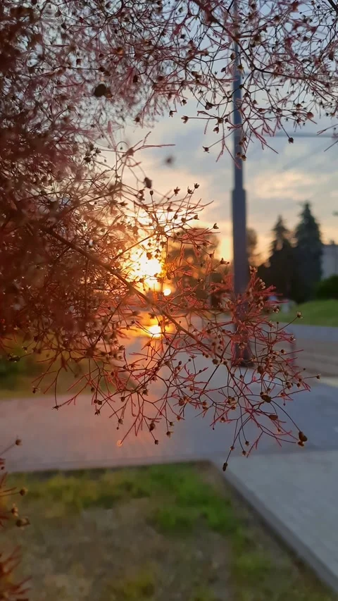 Sunset in the city. Vertical video. Stock Footage 243515396