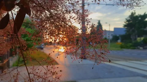 Sunset cityscape. Evening walk. Stock Footage 243515487