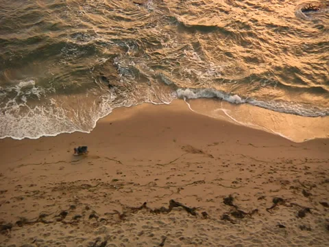 Sunset Cliffs - Dog playing during Golden Hour Stock Footage 39187854