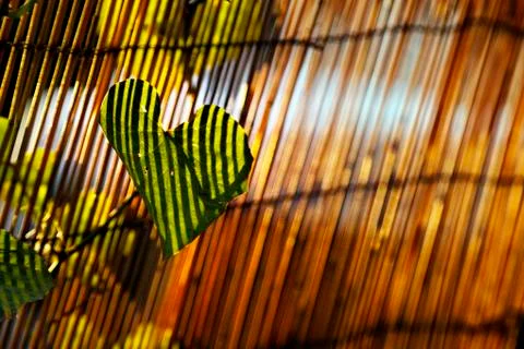 Sunset climber leaf Stock Photos