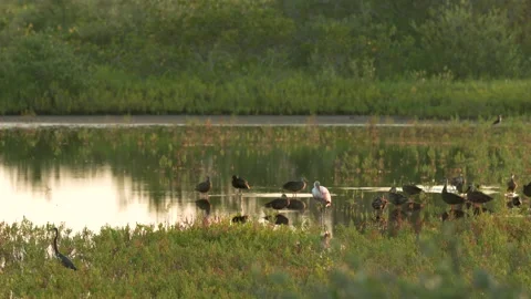 Sunset clip of a flock of mottled ducks and a roseate spoonbill in wetlands Stock Footage 209904903