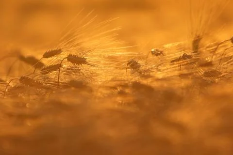 Sunset closeup of grain Stock Photos