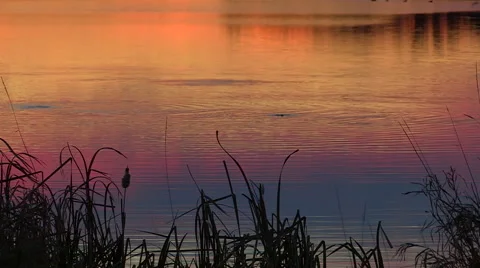 Sunset closeup reflection with Diver Ducks in Background Stock Footage 47989824