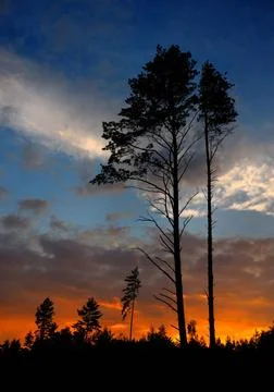 Sunset with a cloud sunset with a cloud and silhouette of pine. Copyright:... Stock Photos
