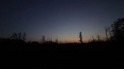Sunset with a cloudless sky and ominous dry trees Stock Footage 236576772