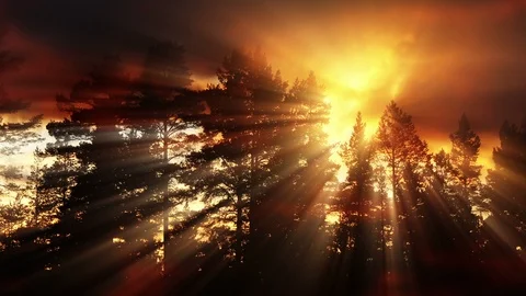 Sunset Clouds And Forest Silhouette Stock Footage 88309819