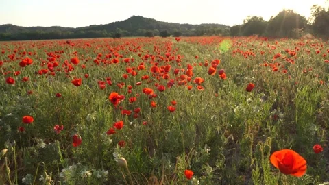 Sunset clouds and poppy field Stock Footage 217354700